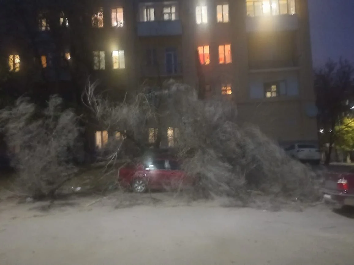В Советском районе Волгограда на улице Запорожской упали деревья повредив машины