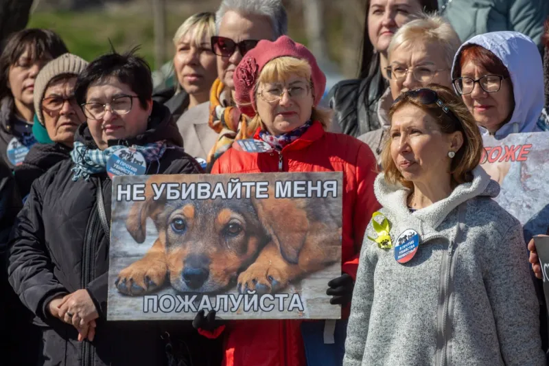 Волгоградцы вышли на митинг против закона об отстреле бездомных животных