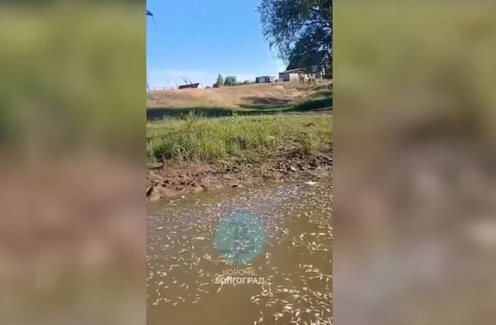 Массовая гибель рыбы в пойме Волги: жители Горной Поляны в шоке