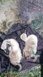 В Котово лебедята погибли, запутавшись в браконьерских сетях