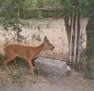 Оленёнок бегает у детсада на СХИ в Волгограде