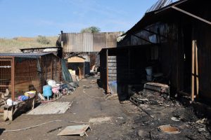 Трагедия в приюте «Догшанс»: в огне погибли питомцы, нужны волонтёры и ресурсы