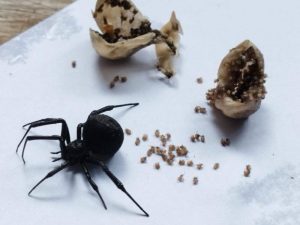 Волжский накрыло паучье нашествие: жители обеспокоены находками в домах