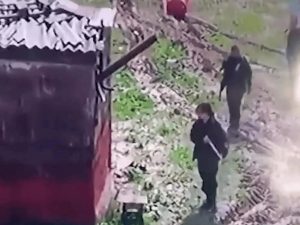 Полиция не нашла преступления в расстреле собак в Новой Надежде