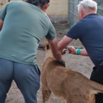 В зооцентре «Дино» сегодня прошла необычная процедура — массовая обработка ушей у львов