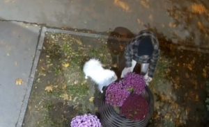 Похитительница цветов появилась в Волгограде — момент попал на видео