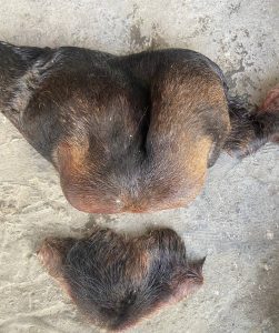 Возбуждено уголовное дело по факту незаконной охоты в Волгоградской области
