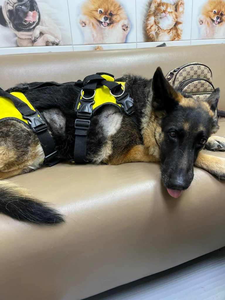 Жестокое нападение на собаку в Волгограде: ветеринары спасают раненую овчарку