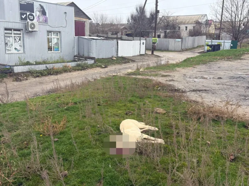 На глазах у детей в Ерзовке застрелили собаку: жители требуют справедливости