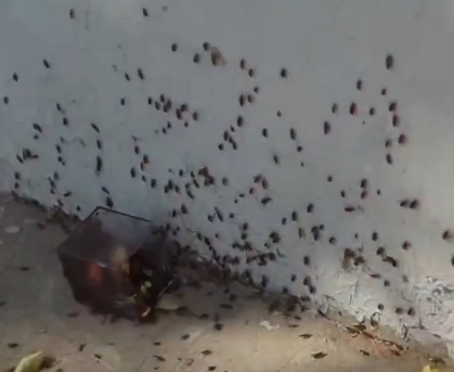 Неизвестный оставил у детской поликлиники в Волгограде ящик, из которого расползлись тараканы