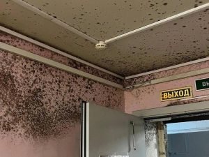 Плесень в общежитии ВГСПУ №2: Роспотребнадзор готовит внеплановую проверку