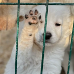 Более 1000 животных могут замёрзнуть: приюту отказали в подключении тепла