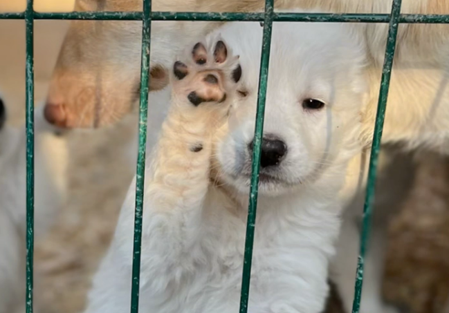 Более 1000 животных могут замёрзнуть: приюту отказали в подключении тепла