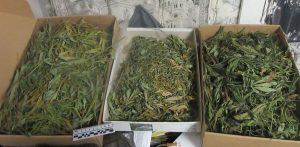 В Волгограде задержан мужчина, хранивший крупную партию марихуаны