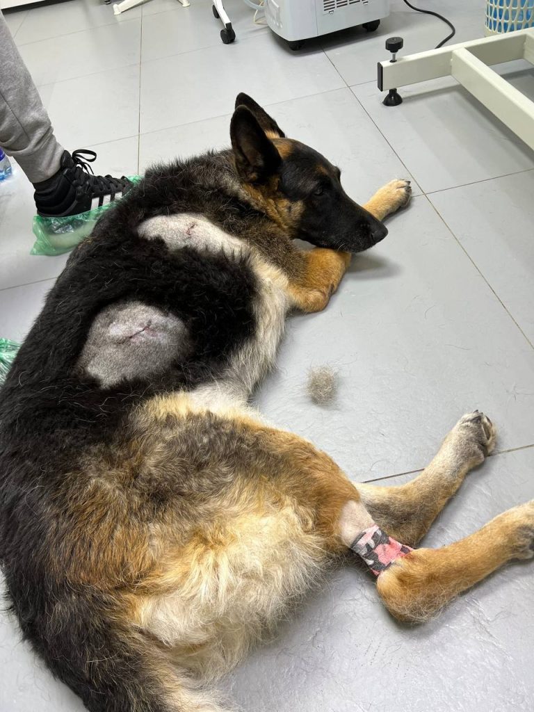 Жестокое нападение на собаку в Волгограде: ветеринары спасают раненую овчарку