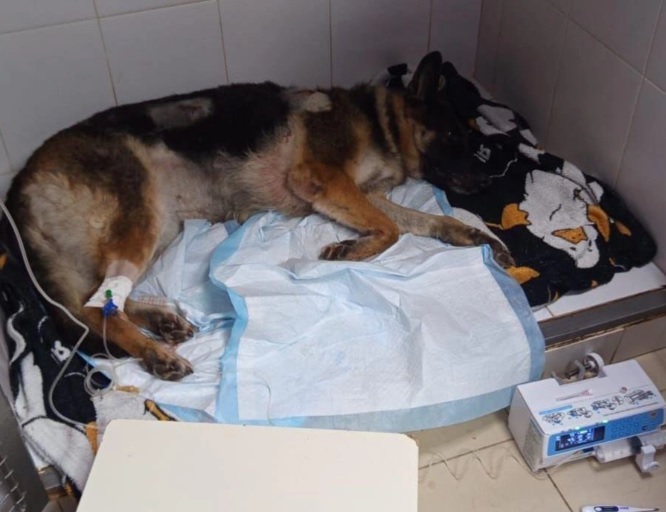 Жестокое нападение на собаку в Волгограде: ветеринары спасают раненую овчарку