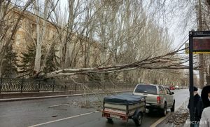 Улица проспект Ленина в Волгограде оказалась заблокирована из-за упавшего дерева