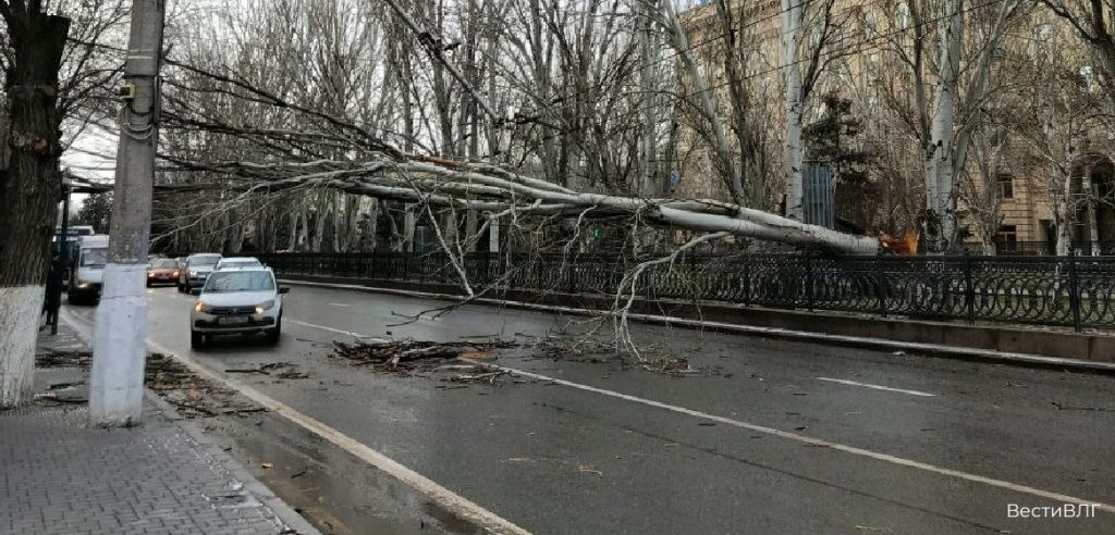 Улица проспект Ленина в Волгограде оказалась заблокирована из-за упавшего дерева