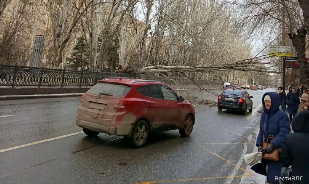 Улица проспект Ленина в Волгограде оказалась заблокирована из-за упавшего дерева
