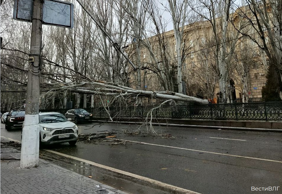 Улица проспект Ленина в Волгограде оказалась заблокирована из-за упавшего дерева