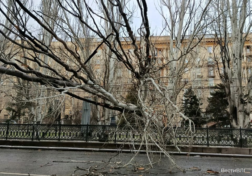 Улица проспект Ленина в Волгограде оказалась заблокирована из-за упавшего дерева