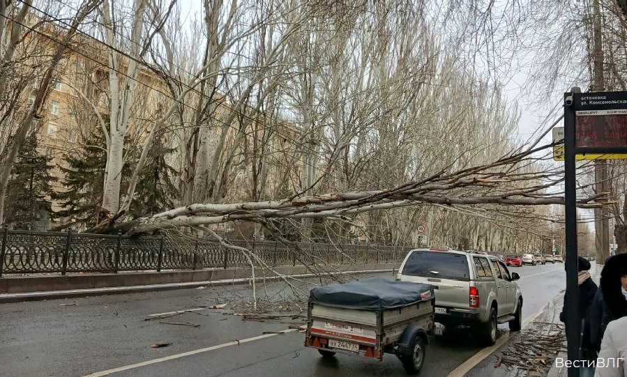 Улица проспект Ленина в Волгограде оказалась заблокирована из-за упавшего дерева