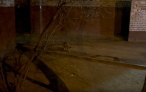 Лисицу заметили на территории школы №61 в Волгограде