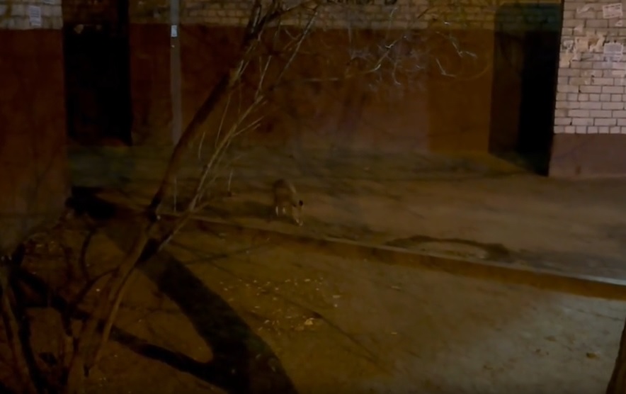 Лисицу заметили на территории школы №61 в Волгограде