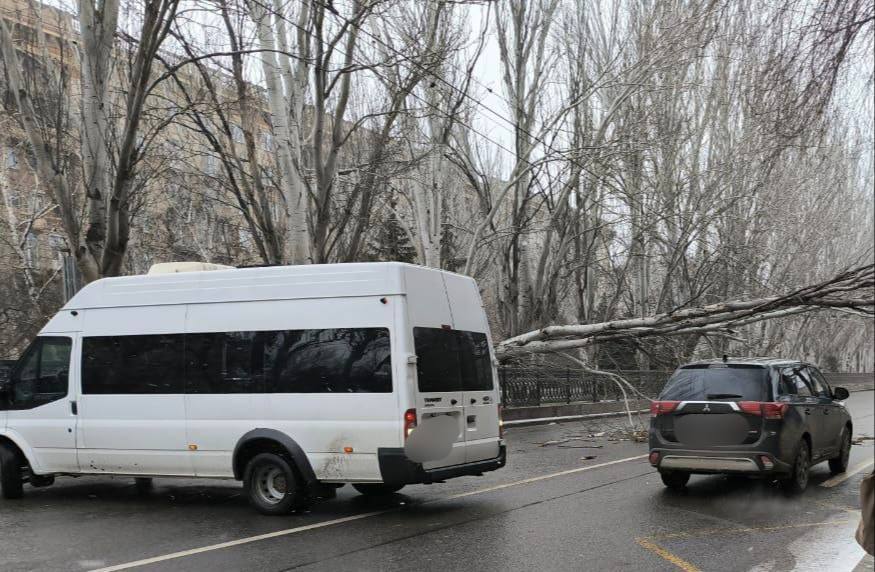 На Первой Продольной у Комсомольской в Волгограде дерево рухнуло на проезжую часть