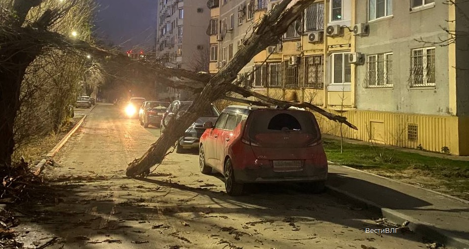 Штормовой ветер повалил дерево во дворе дома №10 на Ангарском
