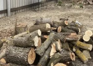 Незаконная рубка в Волгоградской области: ущерб — 61 тысяча рублей