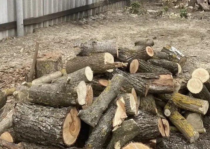 Незаконная рубка в Волгоградской области: ущерб — 61 тысяча рублей