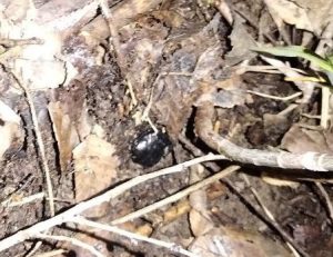 Оперативники накрыли закладчиков с марихуаной в Краснооктябрьском районе