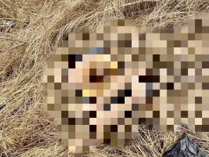 Убийство в Волгограде: водолазы обнаружили голову женщины в Волге