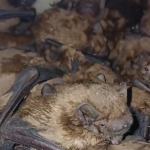 В Красноармейском районе дезинфектор обнаружил и спас 99 летучих мышей, после чего передал их в приют «Птичий остров».