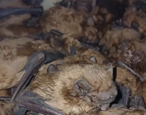 В Красноармейском районе дезинфектор обнаружил и спас 99 летучих мышей, после чего передал их в приют «Птичий остров».