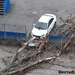 На Первой Продольной у Комсомольской в Волгограде дерево рухнуло на проезжую часть