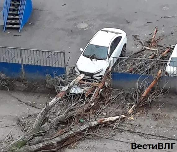 В Советском районе Волгограда упавшее дерево повредило два автомобиля