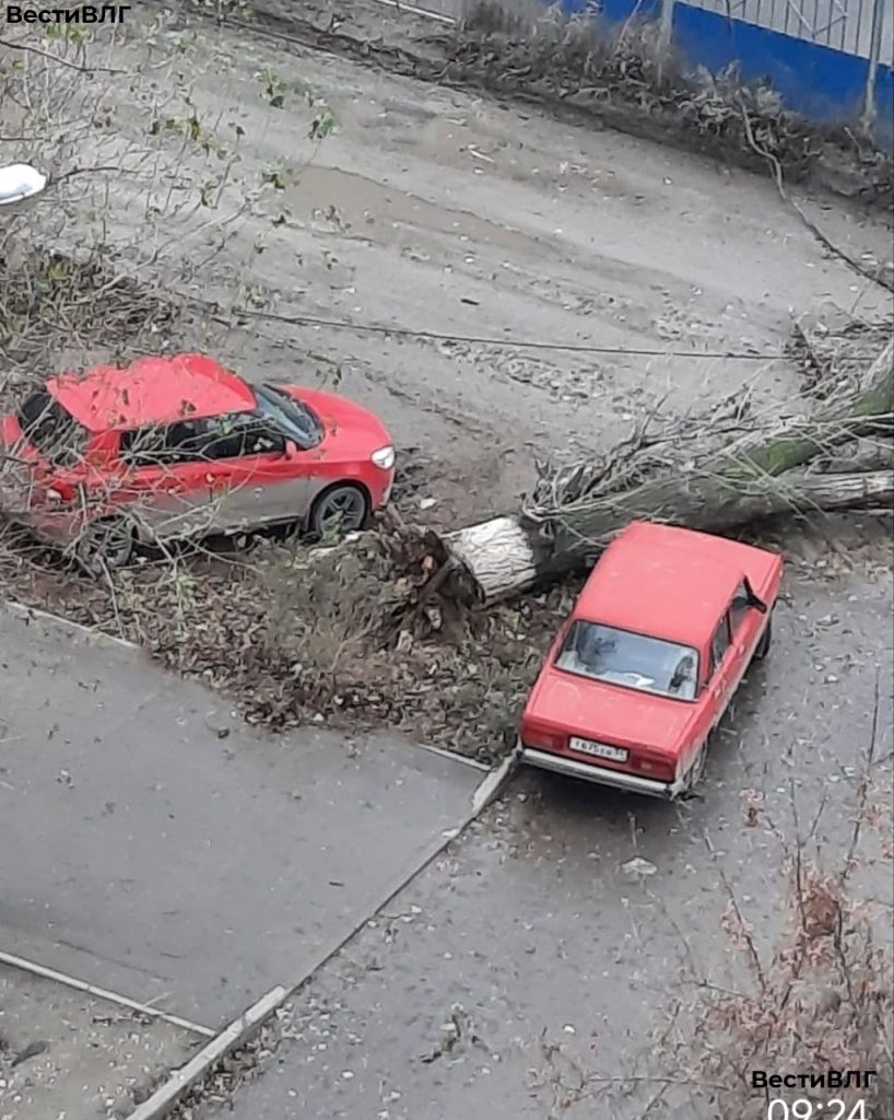 В Советском районе Волгограда упавшее дерево повредило два автомобиля