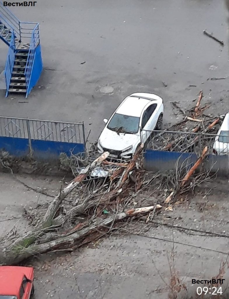 В Советском районе Волгограда упавшее дерево повредило два автомобиля