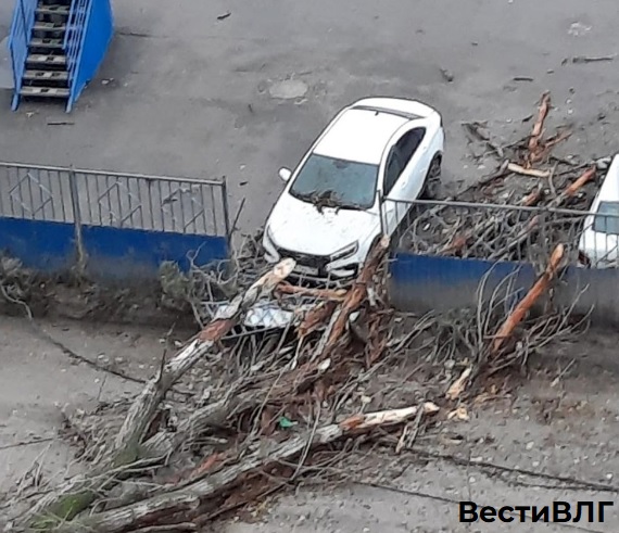 В Советском районе Волгограда упавшее дерево повредило два автомобиля