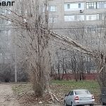 В Советском районе Волгограда упавшее дерево повредило два автомобиля