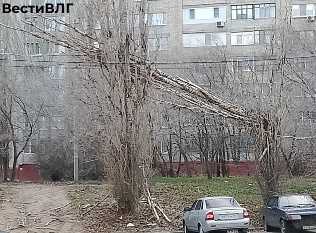 В Волгограде на улице Грамши упавшее дерево повредило линии электропередачи