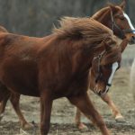 Депутат Бурматов потребовал жёсткого расследования нападения на конный клуб