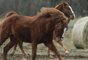 В Волжском снова напали на конный клуб: лошадям плеснули кислоту