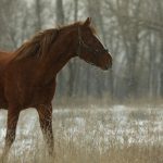 В Волжском снова напали на конный клуб: лошадям плеснули кислоту