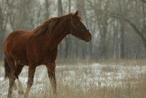 Дело об отравлении лошадей: фигуранта освободили под обязательство о явке