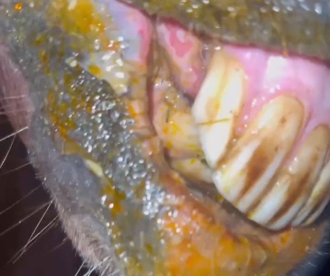 В Волжском снова напали на конный клуб: лошадям плеснули кислоту