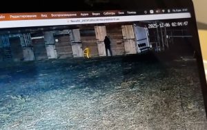 Пять лошадей пострадали после ночного нападения: неизвестный залил животным кислоту