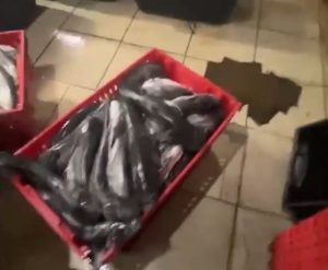 12,5 тонны немаркированной рыбы изъяли из подпольного цеха в Волгограде